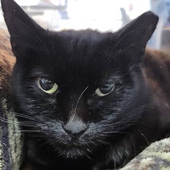 Rescue Domestic Short Hair Cats for Adoption in Galveston, Texas - Baby Girl | PetCurious