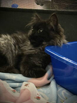 Rescue Domestic Long Hair and Maine Coon Cats for Adoption in Campbell, California - Rowan | PetCurious