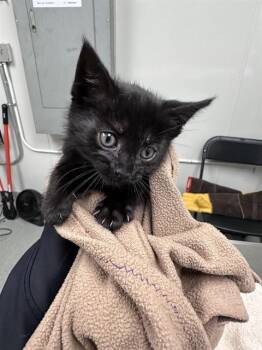 Domestic Medium Hair Cats Available for Adoption in Ontario, California - SELENA - ADOPTION PENDING | PetCurious