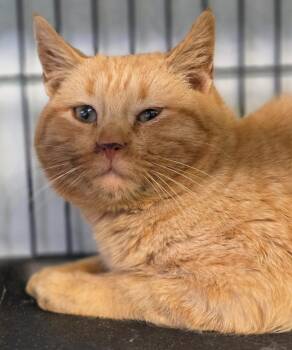 Cheeto -  Domestic Short Hair Cat for Adoption in Saginaw, Michigan - Cheeto | PetCurious
