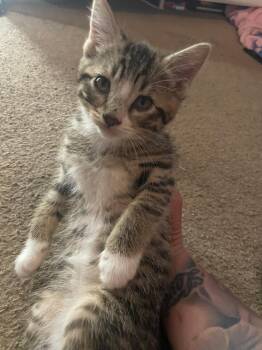 Ivan -  Domestic Short Hair Cat for Adoption in Pasco, Washington - Ivan | PetCurious