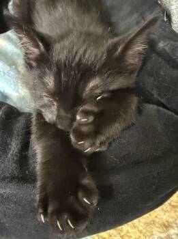 Second Son -  Domestic Short Hair Cat for Adoption in Ventura, California - Second Son | PetCurious