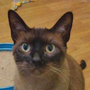 Ms Kitty -  Burmese Cat for Adoption in Chicago, Illinois - Ms Kitty | PetCurious