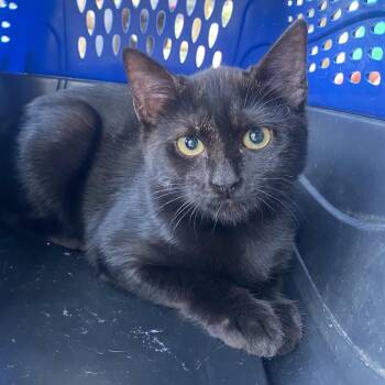 Cocoa Puffs -  American Shorthair Cat for Adoption in Freeport, Florida - Cocoa Puffs | PetCurious