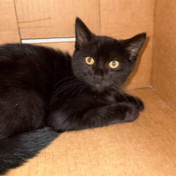 Toothless -  Domestic Short Hair Cat for Adoption in Penn Yan, New York - Toothless | PetCurious