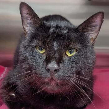 Domestic Short Hair Cats Available for Adoption in Denver, Colorado - Pantera Houston | PetCurious