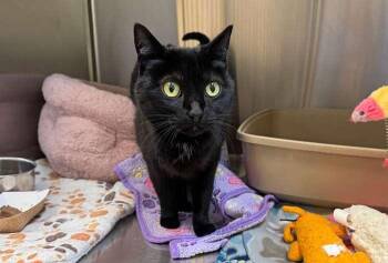 Luna -  Domestic Short Hair Cat for Adoption in Coupeville, Washington - Luna | PetCurious