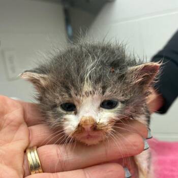 Gatz -  Domestic Short Hair Cat Available for Adoption in Corpus Christi, Texas - Gatz | PetCurious