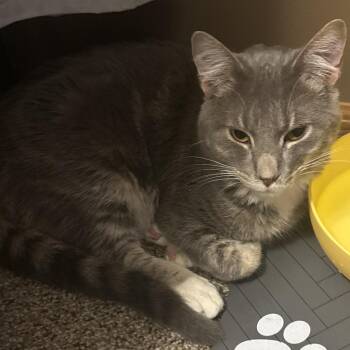 Wobbles  **Cerebellar Hypoplasia aka Wobbly Cat Syndrome** -  Domestic Short Hair Cat for Adoption in Rochester, Minnesota - Wobbles  **Cerebellar Hypoplasia Aka Wobbly Cat Syndrome** | PetCurious