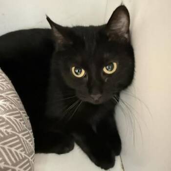 Cinder -  Domestic Short Hair Cat for Adoption in Medina, Ohio - Cinder | PetCurious