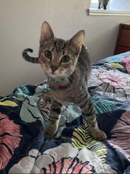 Rescue Tabby and Domestic Short Hair Cats for Adoption in Liverpool, Texas - Cleo | PetCurious