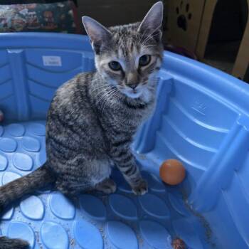Snorkel -  Domestic Short Hair Cat for Adoption in Harrisonburg, Virginia - Snorkel | PetCurious