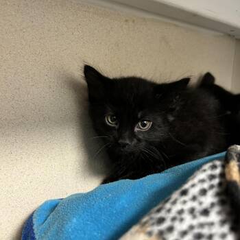Alan Jackson -  Domestic Short Hair Cat for Adoption in Durango, Colorado - Alan Jackson | PetCurious