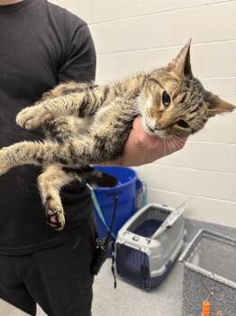 WHIPPY -  Domestic Short Hair Cat for Adoption in Indianapolis, Indiana - WHIPPY | PetCurious