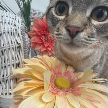 Domestic Short Hair Cats Available for Adoption in Eaton Rapids, Michigan - Bon Voyage 56080 | PetCurious