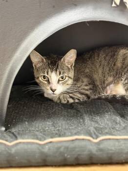 ROUSIE -  Domestic Short Hair Cat for Adoption in Sugar Land, Texas - ROUSIE | PetCurious