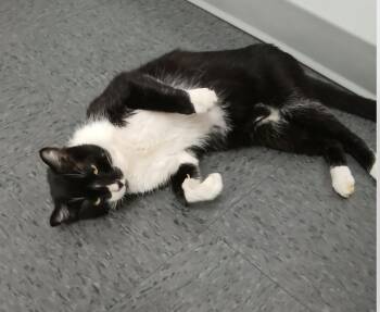 Big Foot -  Domestic Short Hair Cat for Adoption in Frisco, Texas - Big Foot | PetCurious