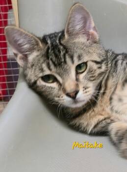 Maitake -  Domestic Short Hair Cat for Adoption in Cedar Rapids, Iowa - Maitake | PetCurious
