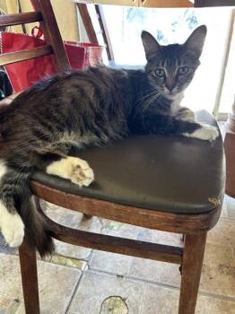 Domestic Medium Hair Cats Available for Adoption in Martinez, California - DIAMOND | PetCurious
