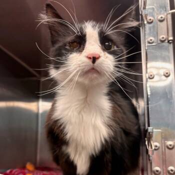 Rescue Domestic Long Hair Cats for Adoption in Belleville, Illinois - Dairy Queen | PetCurious