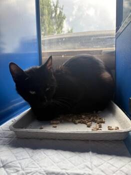 MISTY -  Domestic Short Hair Cat for Adoption in Westminster, Maryland - MISTY | PetCurious