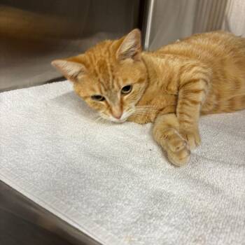 Fireball -  Domestic Short Hair Cat for Adoption in Hinesville, Georgia - Fireball | PetCurious