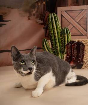Chili -  Domestic Short Hair Cat for Adoption in Fort Worth, Texas - Chili | PetCurious