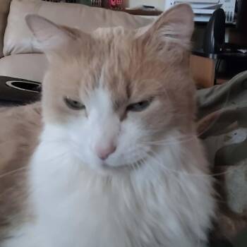 Parker C11877 -  Domestic Medium Hair Cat for Adoption - Parker C11877 | PetCurious
