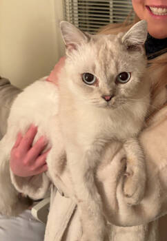 Rescue Ragdoll Cats for Adoption in Vienna, Virginia - Maro | PetCurious