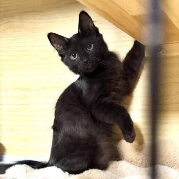 Domestic Medium Hair Cats Available for Adoption - Petra | PetCurious