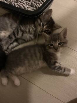 Rescue Domestic Short Hair Cats for Adoption in Chicago, Illinois - Jornathan | PetCurious