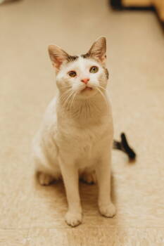 Rescue Domestic Short Hair Cats for Adoption in Mckinney, Texas - Angel | PetCurious