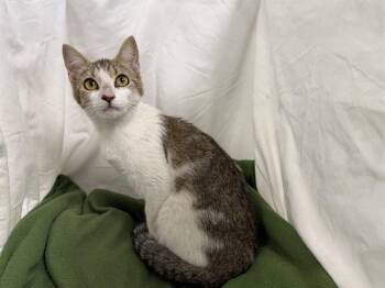 Domestic Short Hair Cats Available for Adoption in Winter Haven, Florida - FROSTY | PetCurious