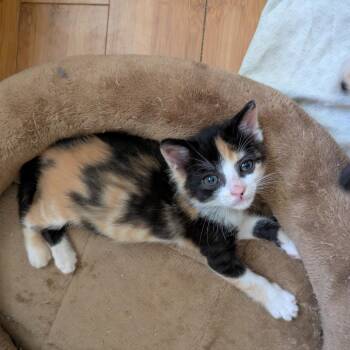 Patchwork -  Domestic Short Hair Cat for Adoption in Fort Lauderdale, Florida - Patchwork | PetCurious