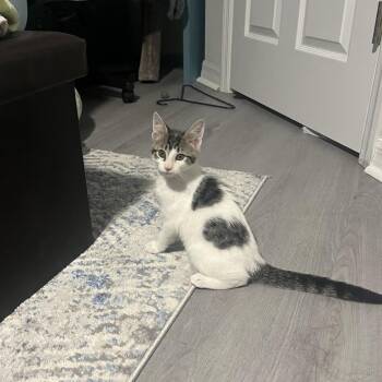Rocky -  Domestic Short Hair Cat for Adoption in Port Richey, Florida - Rocky | PetCurious