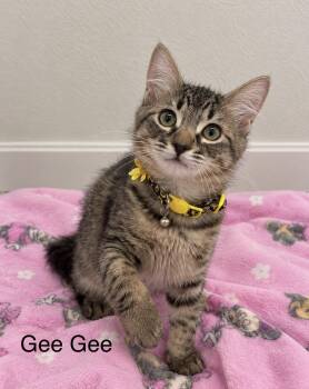 GeeGee -  Tabby Cat for Adoption in Oakley, California - GeeGee | PetCurious