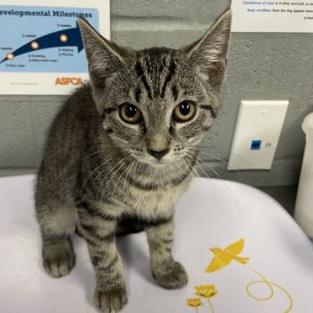 Rescue Domestic Short Hair Cats for Adoption in Allentown, Pennsylvania - Sarabi | PetCurious