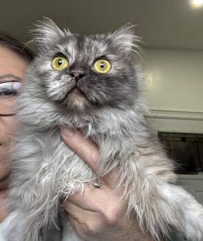 Himalayan and Siberian Cats Available for Adoption in Brampton, Ontario - Lily | PetCurious