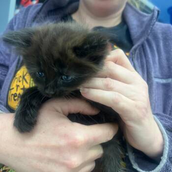 Domestic Medium Hair Cats Available for Adoption in Summerlee, West Virginia - Tanner | PetCurious