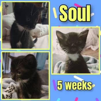 Soul -  Domestic Short Hair Cat Available for Adoption in Milton, Florida - Soul | PetCurious