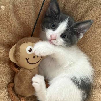 Rescue Domestic Short Hair Cats for Adoption in Hamilton, Ontario - Princess - A Darling Lap Queen! | PetCurious