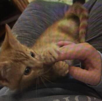 Private -  Domestic Short Hair Cat for Adoption in Bardstown, Kentucky - Private | PetCurious
