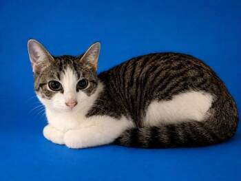 MACK -  Domestic Short Hair Cat for Adoption in Doral, Florida - MACK | PetCurious