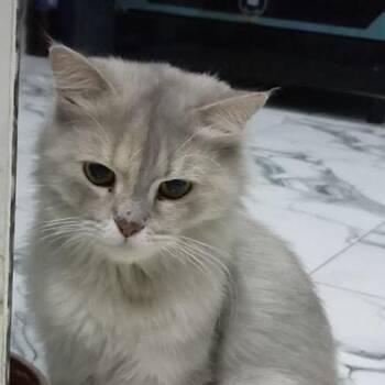 Melanie -  Siberian Cat for Adoption in Brampton, Ontario - Melanie | PetCurious