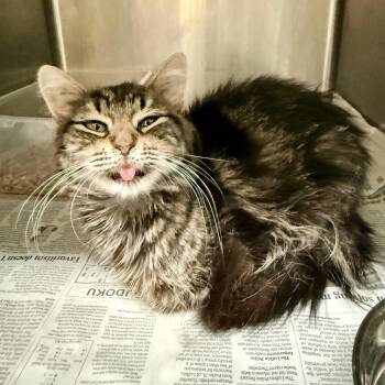 Cinnamon -  Domestic Medium Hair Cat for Adoption in Austin, Texas - Cinnamon | PetCurious