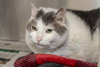 Domestic Short Hair Cats Available for Adoption in Charlotte, North Carolina - TOOZY | PetCurious