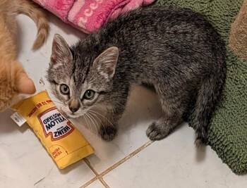 Kelly Osbourne -  Domestic Short Hair Cat for Adoption in Lake Wylie, South Carolina - Kelly Osbourne | PetCurious