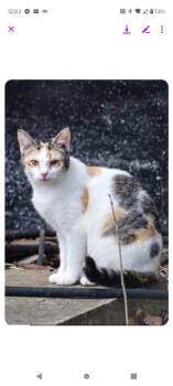 Baby Ranch -  Domestic Short Hair Cat for Adoption in Cromwell, Kentucky - Baby Ranch | PetCurious