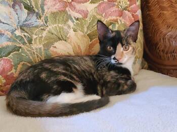 Rescue Calico Cats for Adoption in Mount Pleasant, South Carolina - Trudy | PetCurious