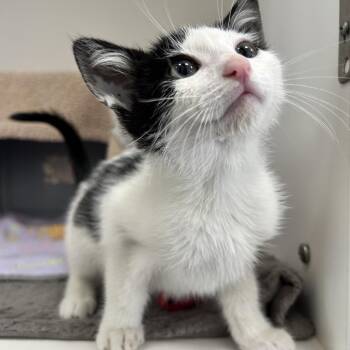 Garbanzo -  Domestic Short Hair Cat for Adoption in Ojai, California - Garbanzo | PetCurious